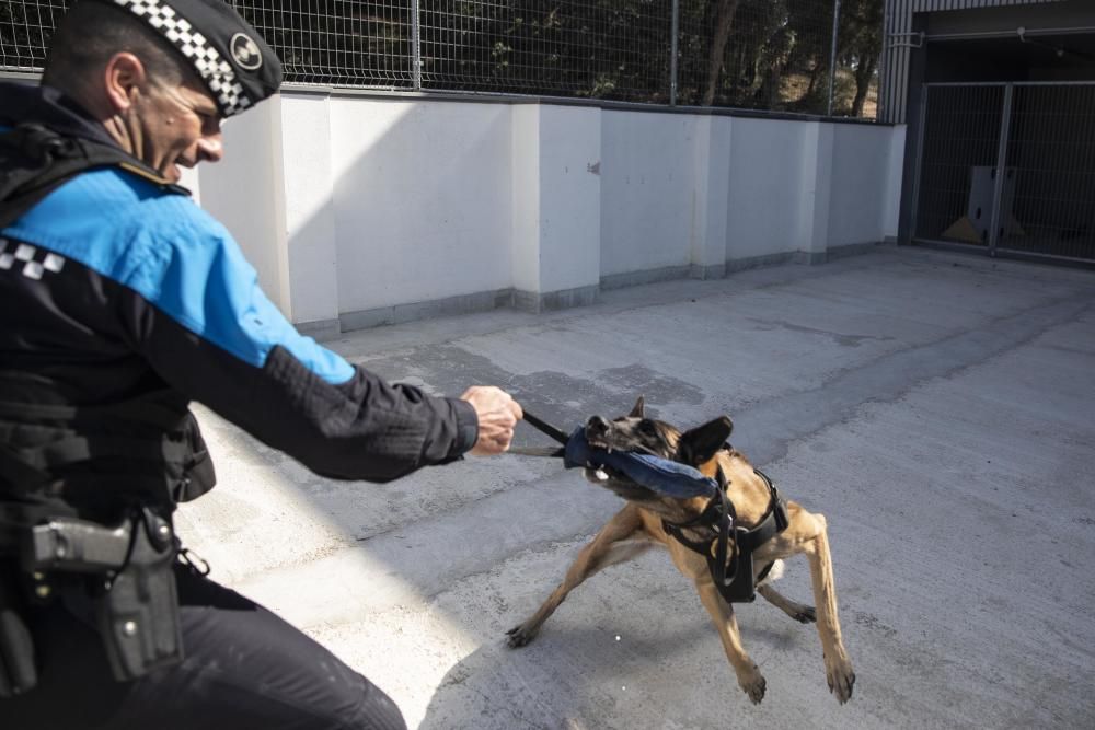 La Unitat Canina de la Policia Local de Lloret de Mar, en acció