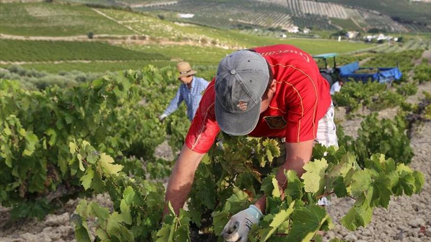 Agricultura confirma que el descenso en la cosecha estará en torno al 40%