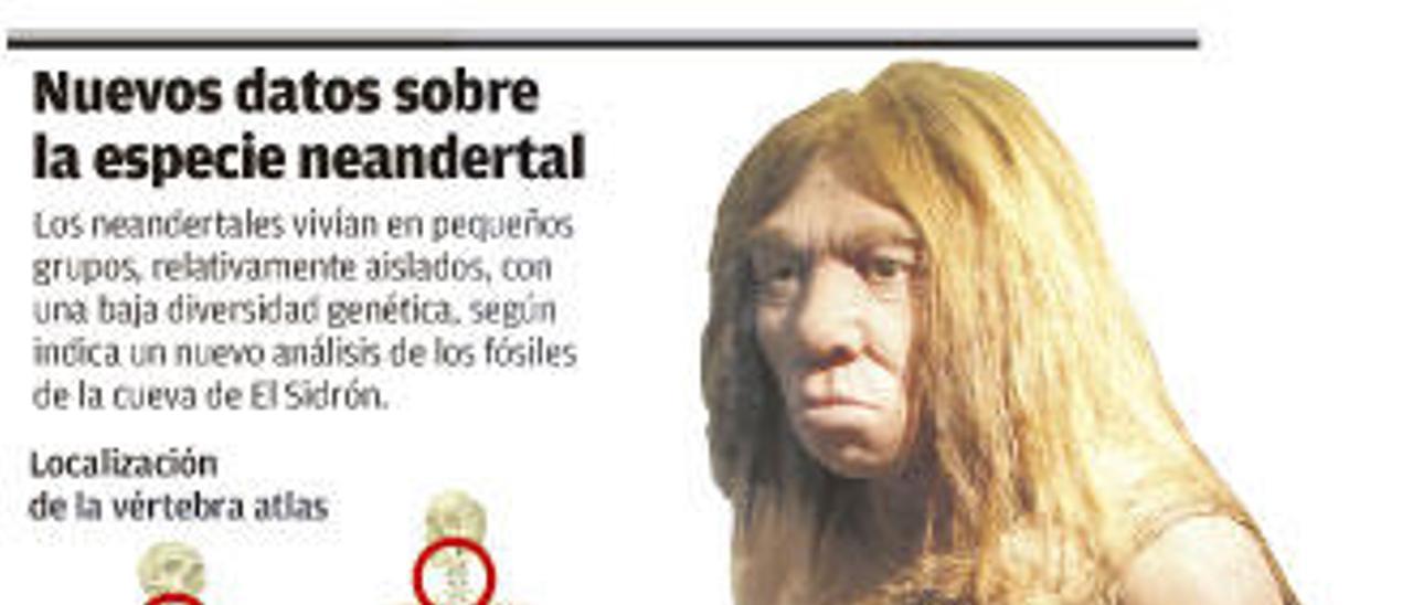 Los grupos pequeños y la endogamia, factores clave en la extinción neandertal