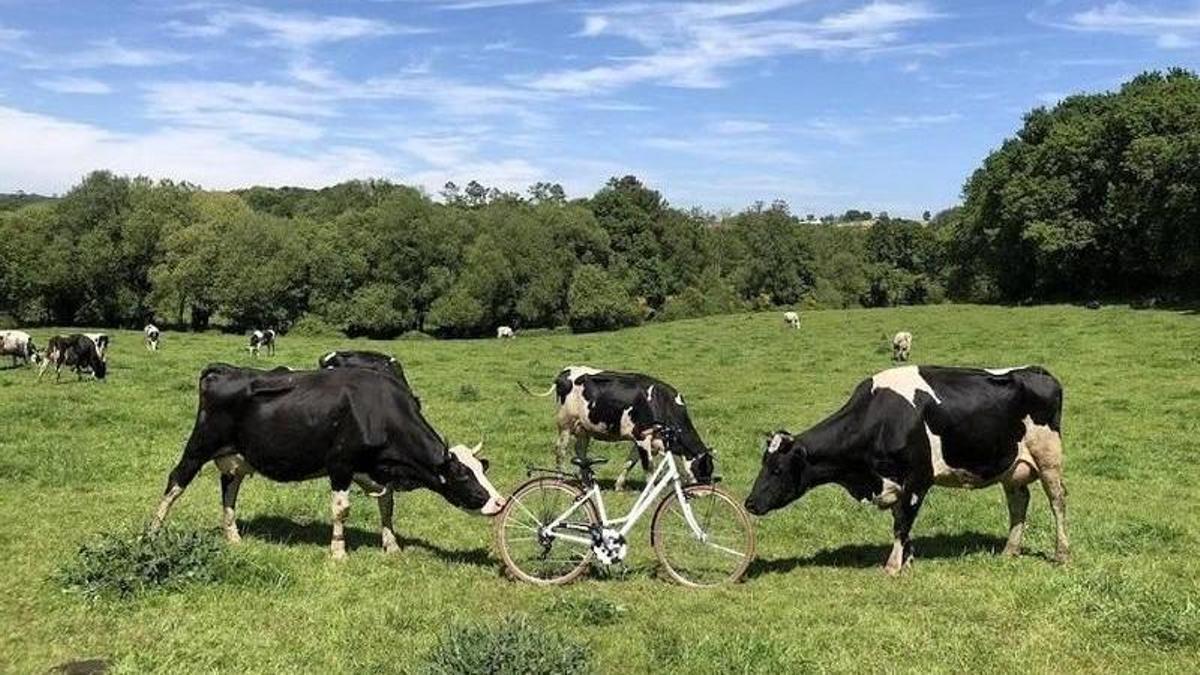 Vacas de Casa Grande de Xanceda