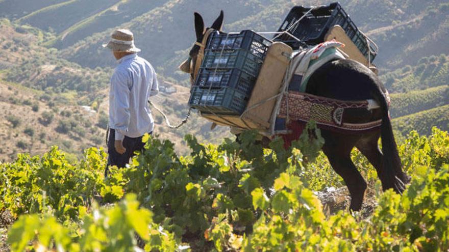 Un agricultor recolecta uvas en los pagos de Jorge Ordóñez.