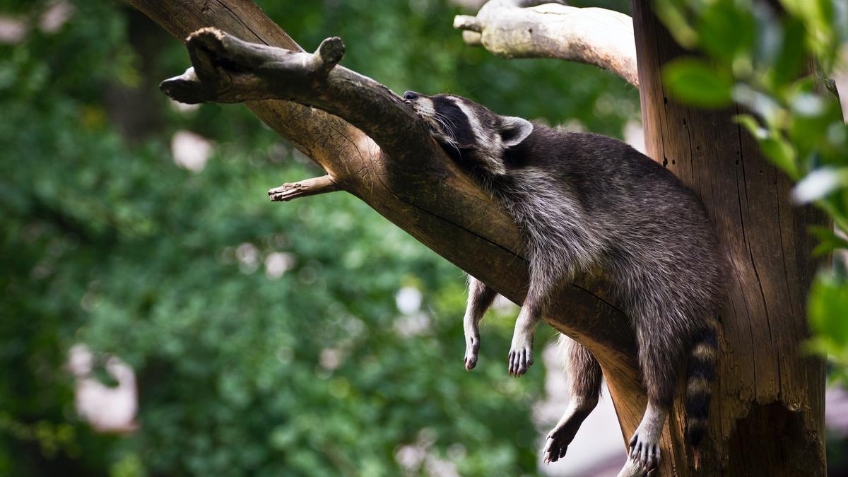 Un mapache duerme en la rama de un árbol.