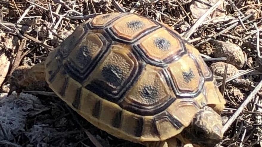 Amplían el plazo del Plan de Conservación de la tortuga mora