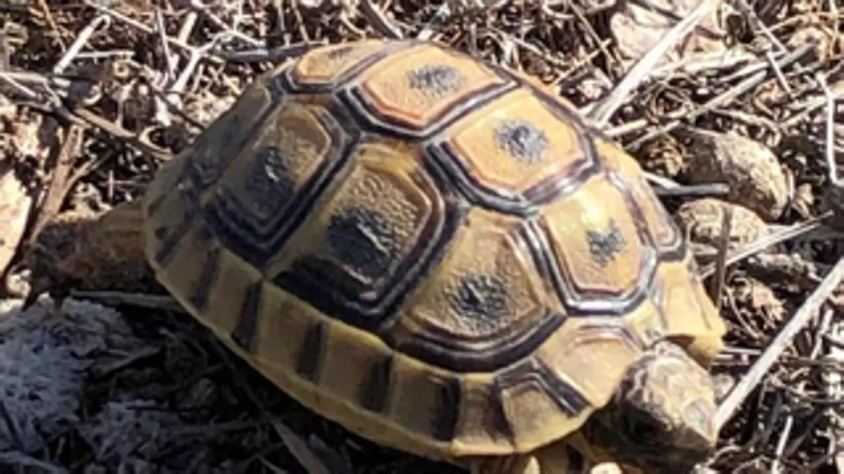 Amplían el plazo del Plan de Conservación de la tortuga mora