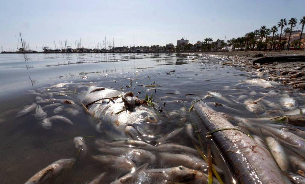 Peces muertos en una playa del mar Menor, en la zona de Villananitos y La Puntica, San Pedro del Pinatar (Murcia). Marcial Guillén : EFE