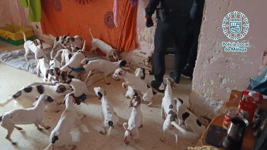 Investigada por maltrato animal una mujer que convivía con 33 perros en condiciones insalubres