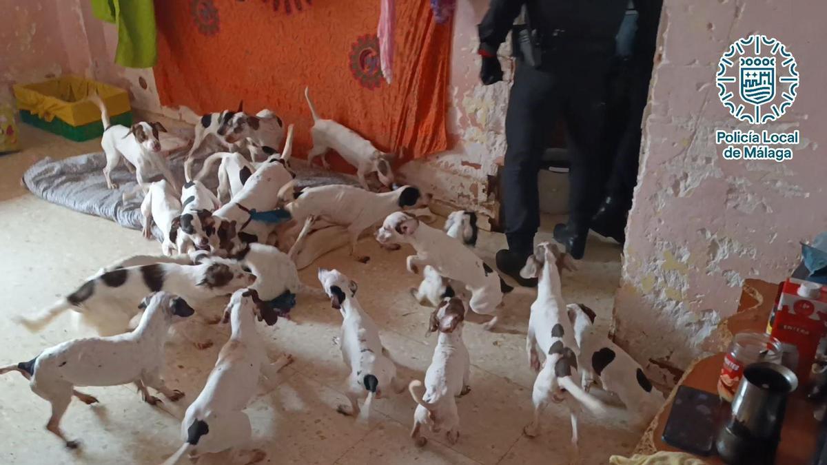 Los agentes observaron que los perros estaban muy delgados y tenían las uñas muy largas.