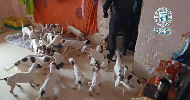 Investigada por maltrato animal una mujer que convivía con 33 perros en condiciones insalubres