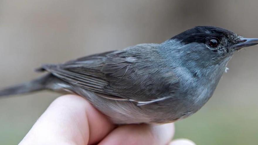 El tierno gesto de una alumna de un instituto de Gijón que salvó la vida a un pájaro