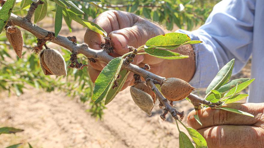 La ruina de la almendra en Castellón: las exportaciones de EEUU se disparan y hunden los precios en el campo