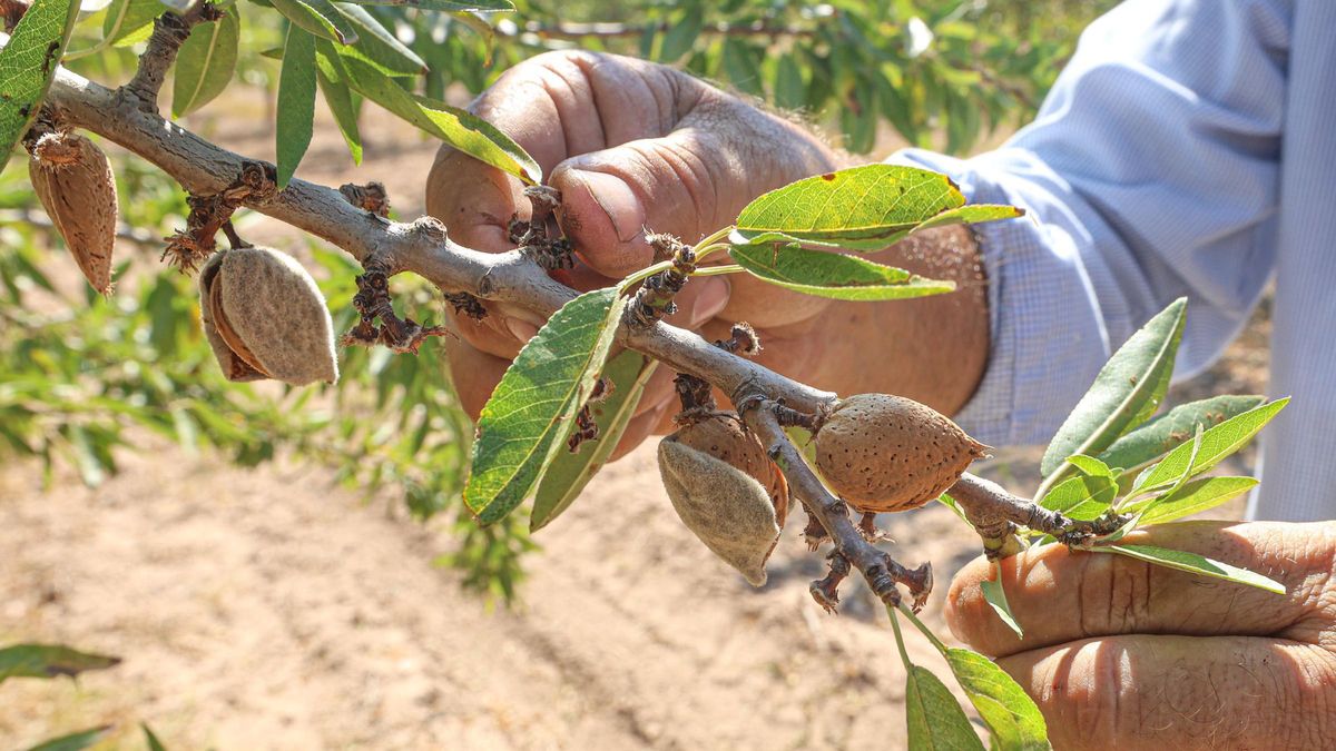 La almendra es uno de los productos más afectados.