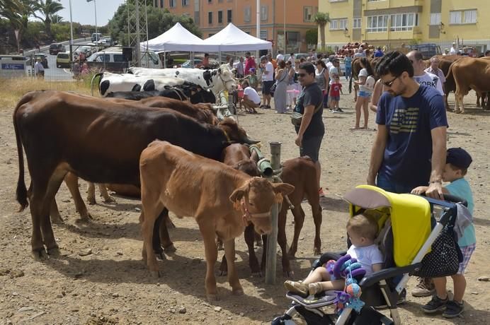 Muestra de ganado por las fiestas de San Juan