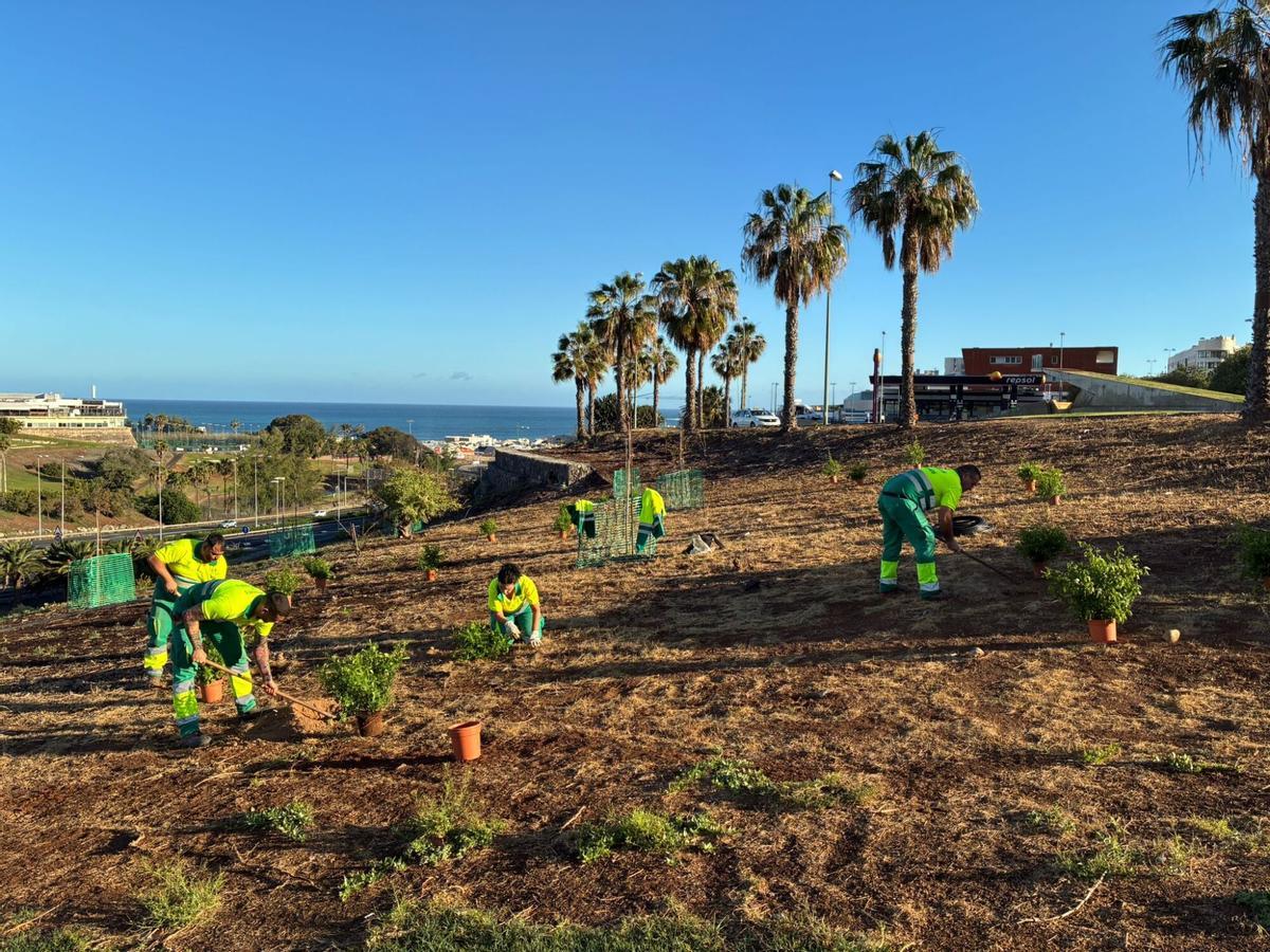 Técnicos de Parques y Jardines rehabilitan la ladera de La Minilla.