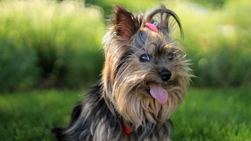 Uno de los mejores disfraces del Carnaval de A Coruña se lo puso una señora a su mascota: un perro de ocho patas