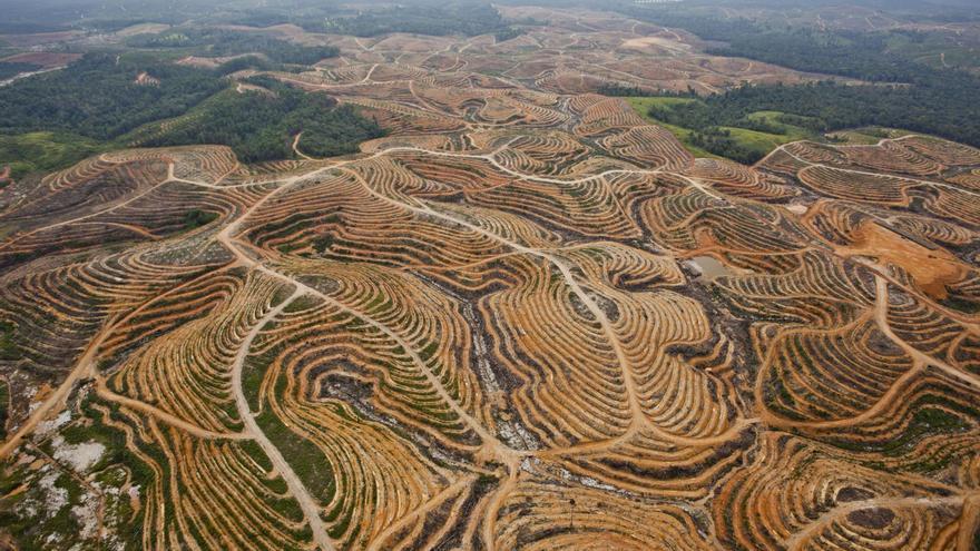 Nuevo paso atrás: la derecha europea logra aplazar otro año la prohibición de importar productos que causen deforestación