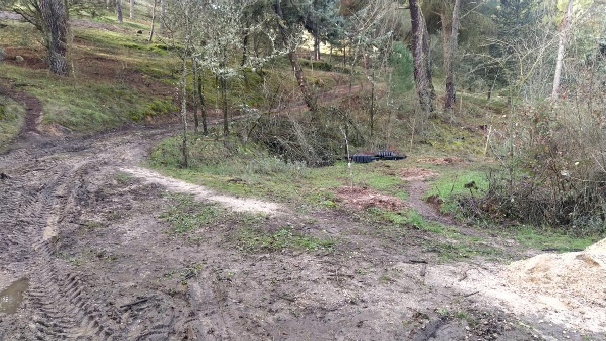 Resultados del plan Renaturaliza en el bosque de Valorio de Zamora: plantación de 4.400 árboles