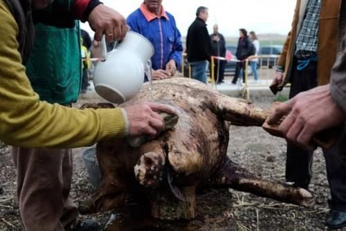 Matanza tradicional en Monfarracinos