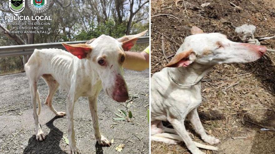 Abandonan a un perro desnutrido en plenos días de calor en Gran Canaria