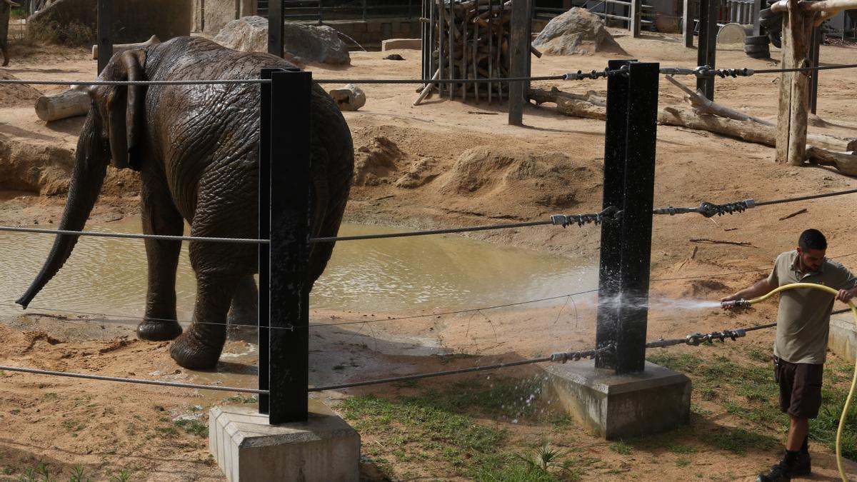 Así refrescan a los animales del Zoo de Barcelona durante la ola de calor