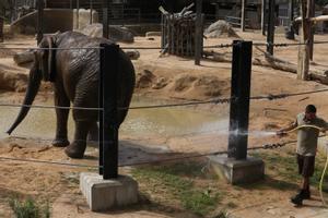 Así refrescan a los animales del Zoo de Barcelona durante la ola de calor.