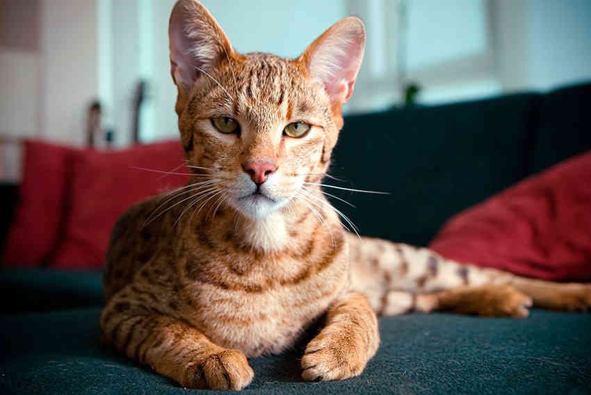Gato Ashera GD: El lujo hecho felino, la realeza de las razas de gatos más caras del mundo