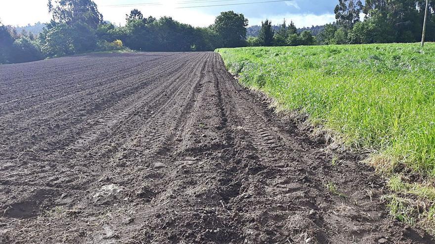 Unións cifra en 255 al año las incursiones del jabalí en terrenos agrarios dezanos