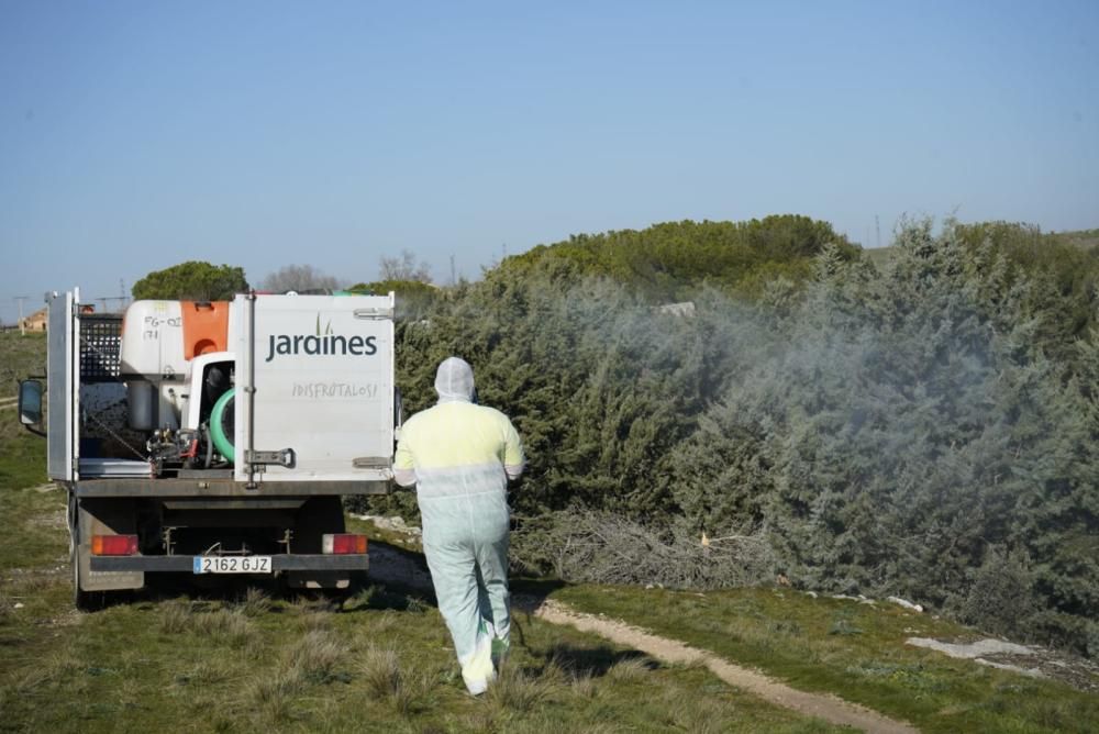 El tratamiento contra la procesionaria arranca en Zamora