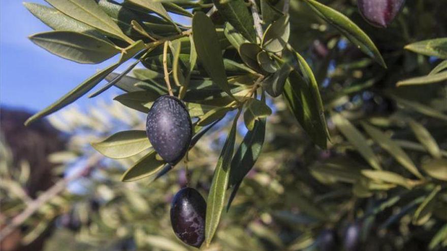 Europa asegura que defenderá a los productores de aceituna negra de los aranceles americanos