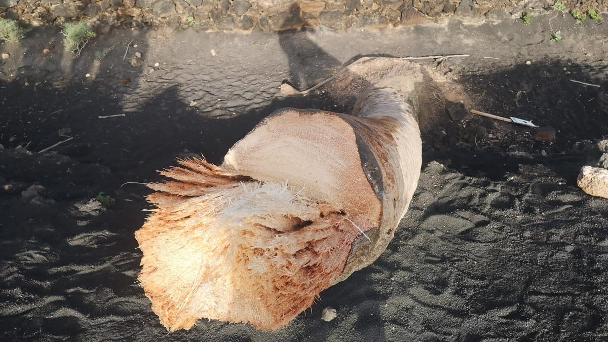 El tronco de la famosa palmera inclinada de Lanzarote que ha sido talado. El Ejemplar está situado en Testeina, Masdache (Tías).