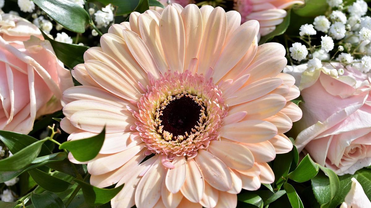 Gerbera, la planta con flores que debes tener en casa para llenar tu hogar  de buenas energías