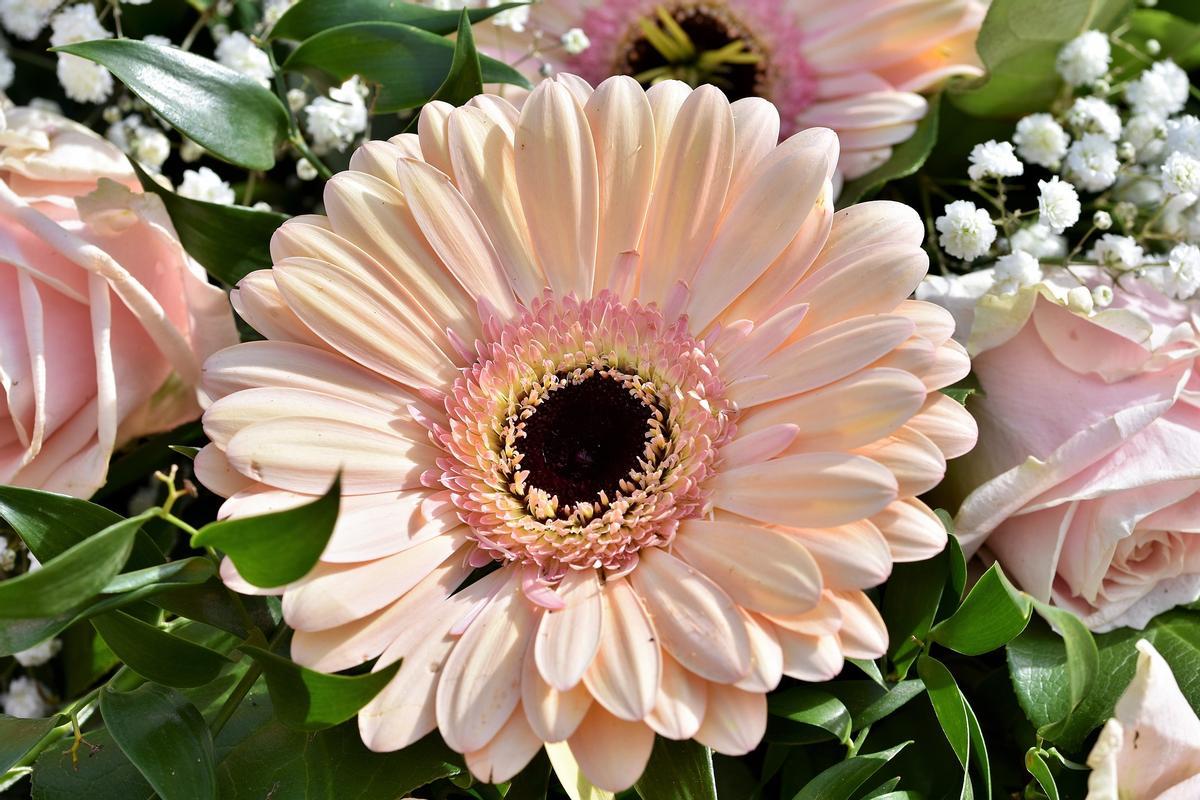 Gerbera: la flor ideal para llenar tu casa de buenas energías