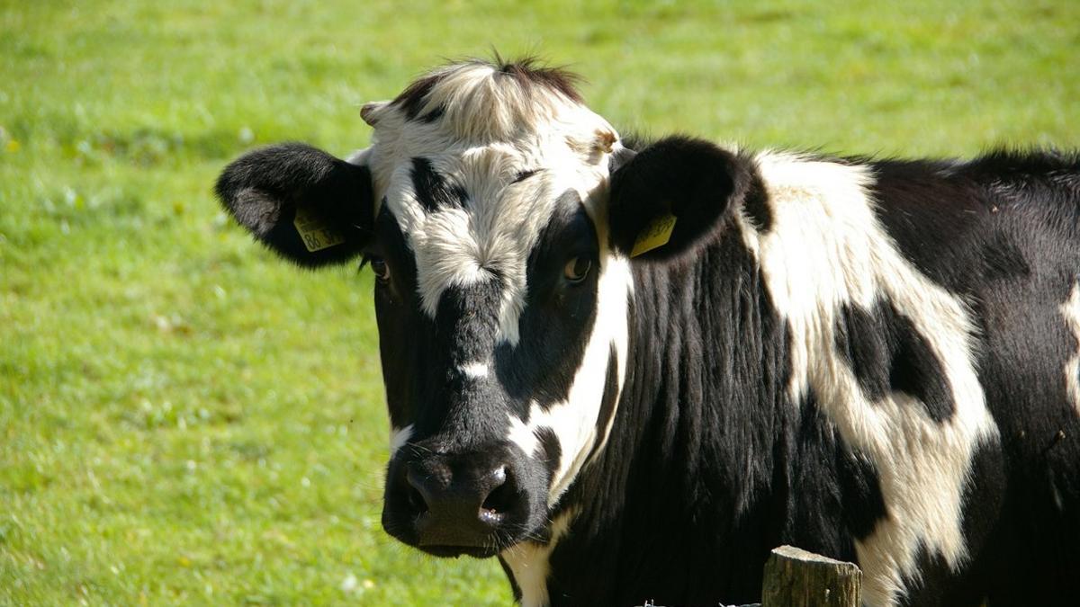 Imagen de archivo de una vaca