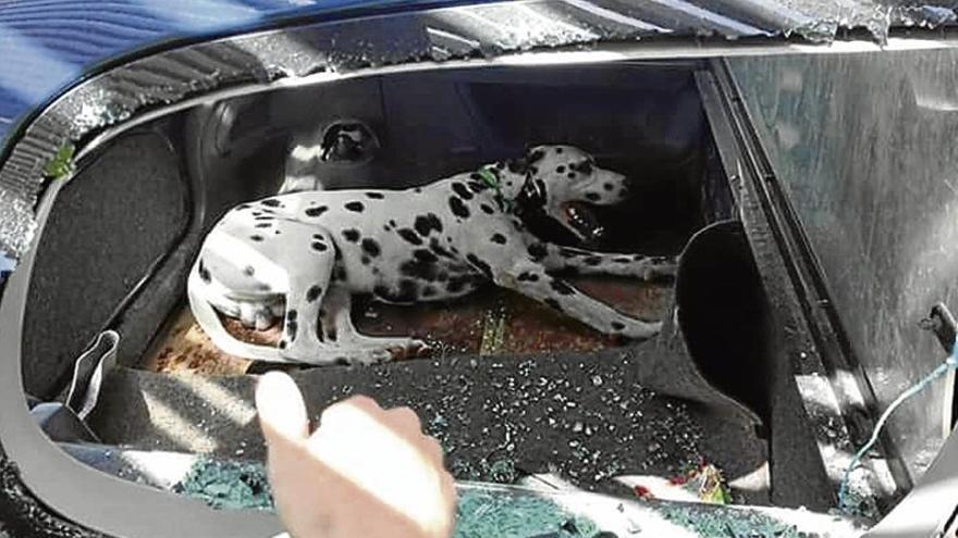 Rescatan a un perro de un coche al sol