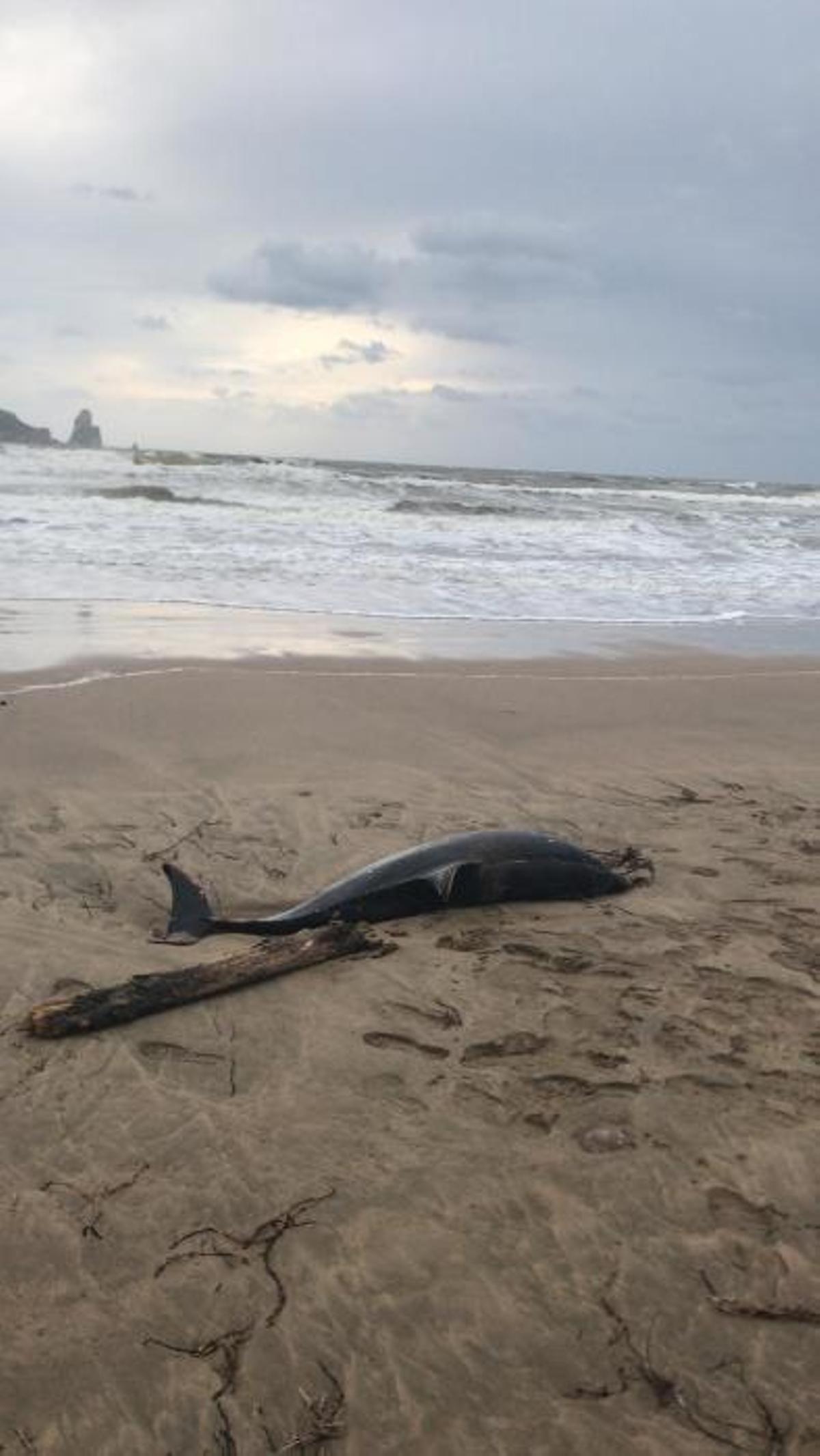 Troben un dofí mort a la platja de l'Estartit