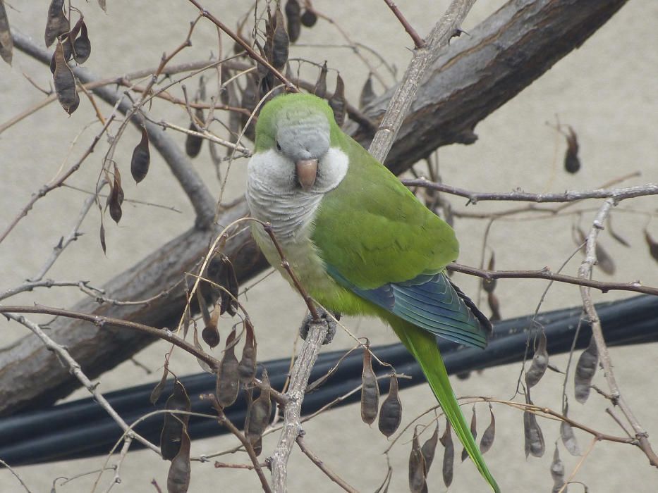 Cotorra argentina