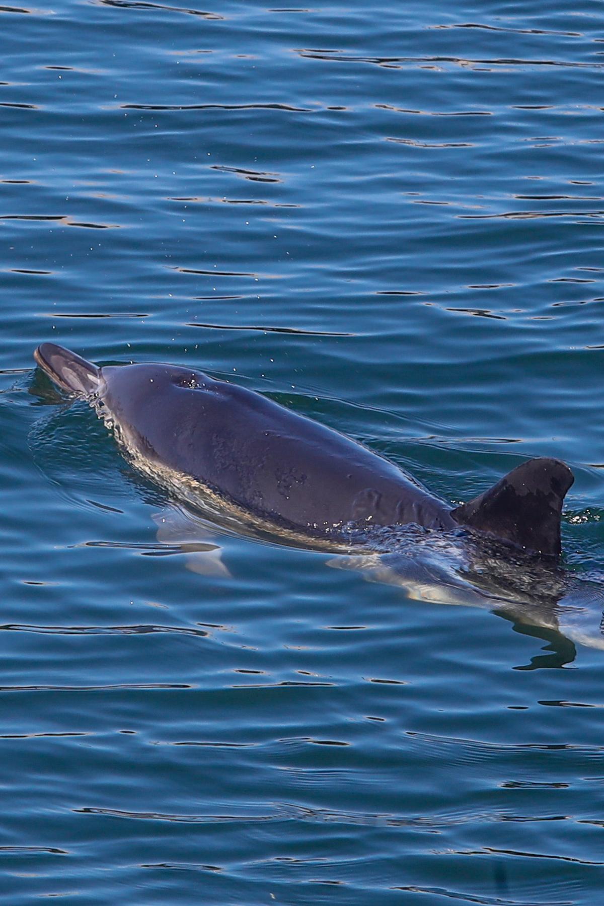 El delfín común del puerto vilagarciano, esta mañana.