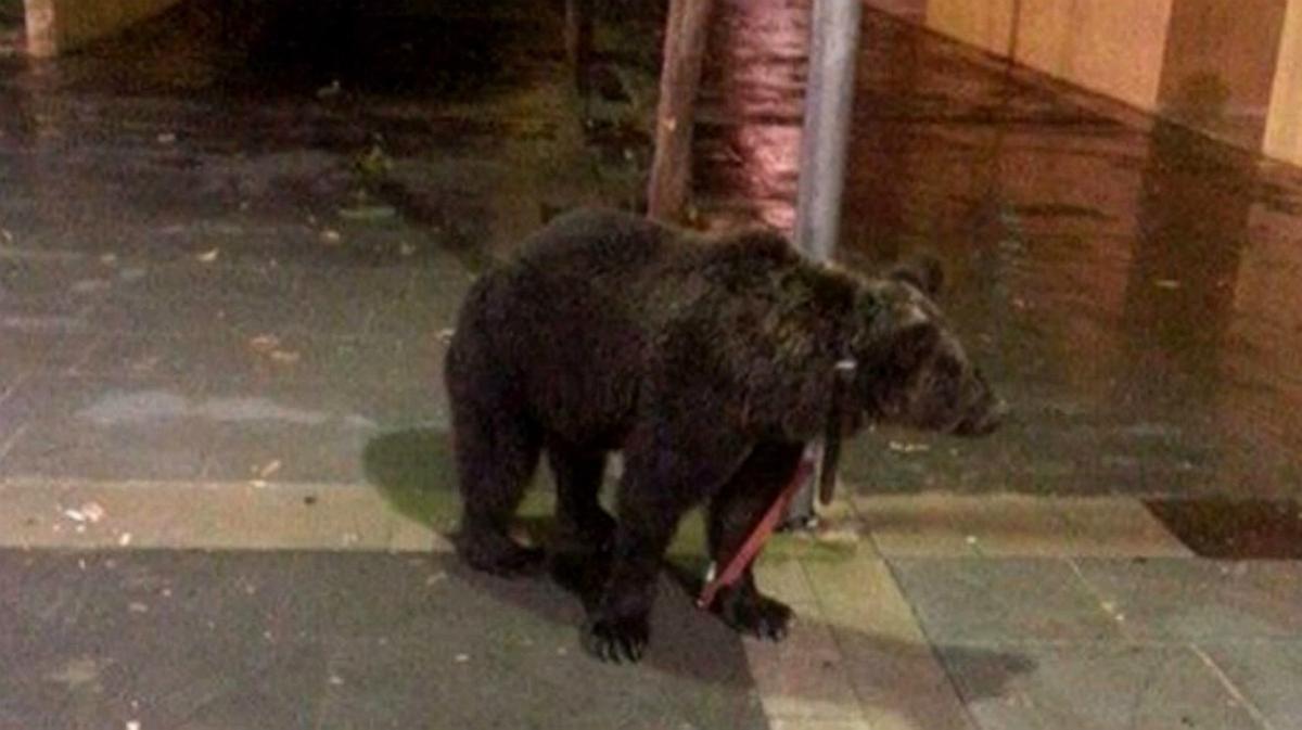 Vídeo en el que se ve al domador con el oso por las calles de la localidad valenciana de Cárcer