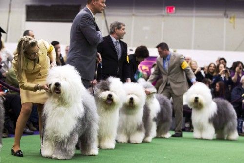 Adiestradores alinean perros ovejeros durante la 137ª exhibición de club de perros Westminster Kennel en Nueva York