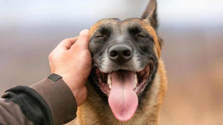 Diez cosas muy curiosas sobre los perros que no sabías