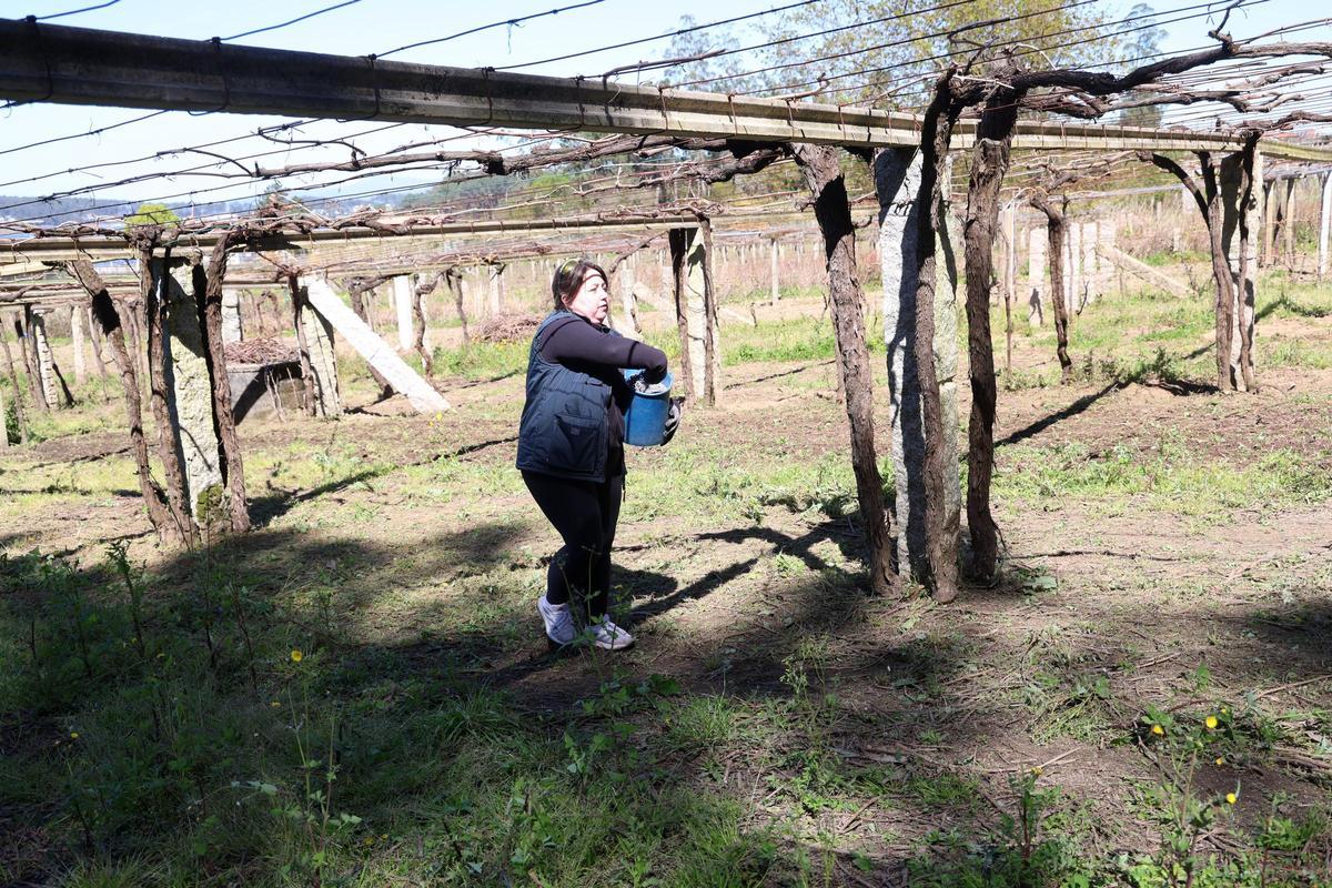 Leticia, una vecina de Cambados, distribuyendo el abono entre las plantas.