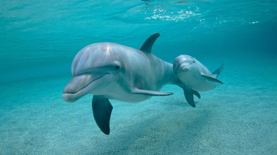 Así es el proyecto de Google con IA para aprender a hablar con los delfines