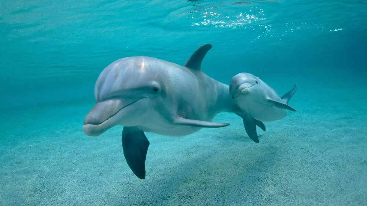 Así es el proyecto de Google con IA para aprender a hablar con los delfines