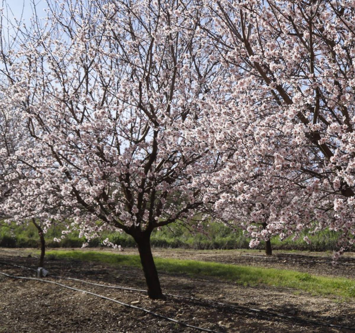 Almendros en flor en la provincia.