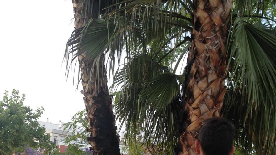 Prende una palmera junto a un parque infantil de Almoradí