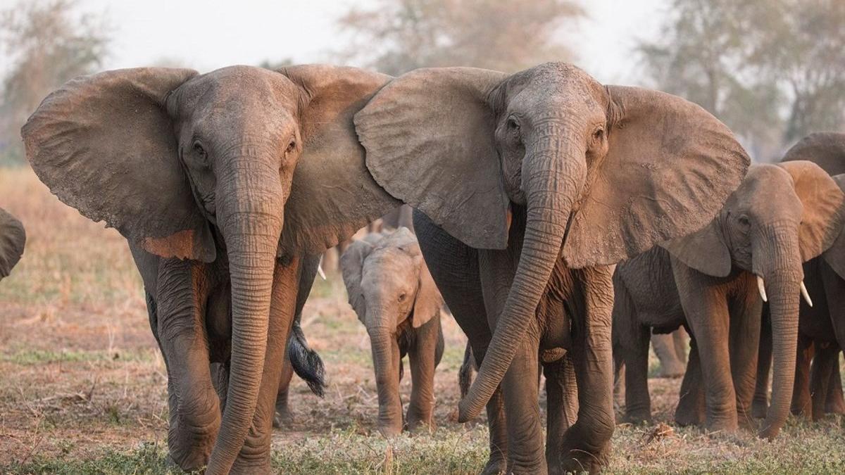 La razón por la que cientos de elefantes murieron en Botsuana