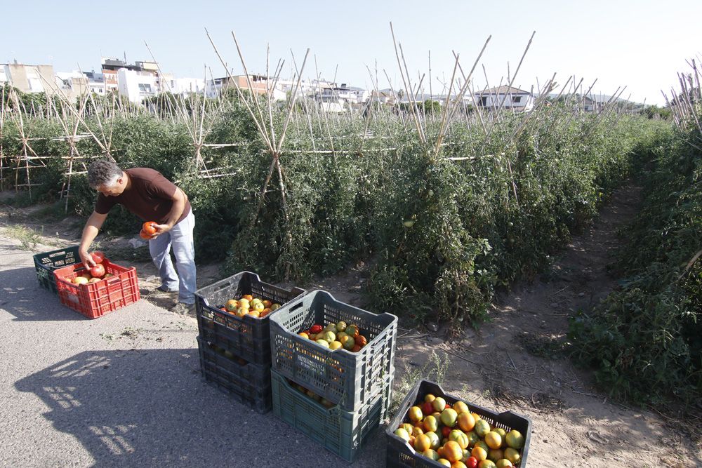 Tomate rosa de Alcolea, la joya de la huerta cordobesa