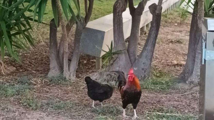 El gallo del Passeig de ses Fonts ya pasea acompañado