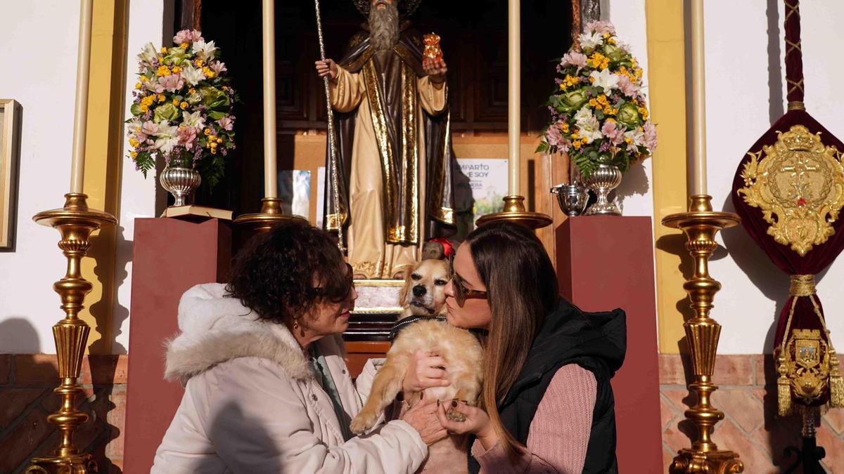 Bendición de animales en la iglesia de San Antonio Abad, en Churriana