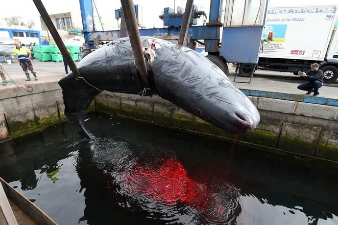 14/03/2019 TALIARTE. TELDE. Recogida del cachalote varado en la costa de Telde.   Fotografa: YAIZA SOCORRO.