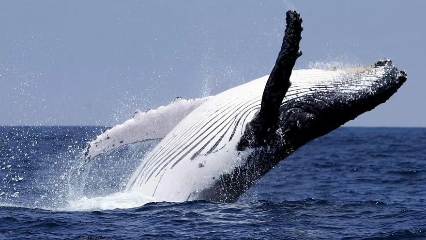 De casi extinguirse a reinar de nuevo en los mares: así se recuperan las ballenas jorobadas